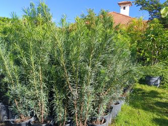 Podocarpus privacy hedge plants 3gl 3ft $8