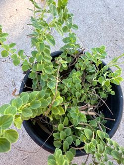 Oregano Mexicano