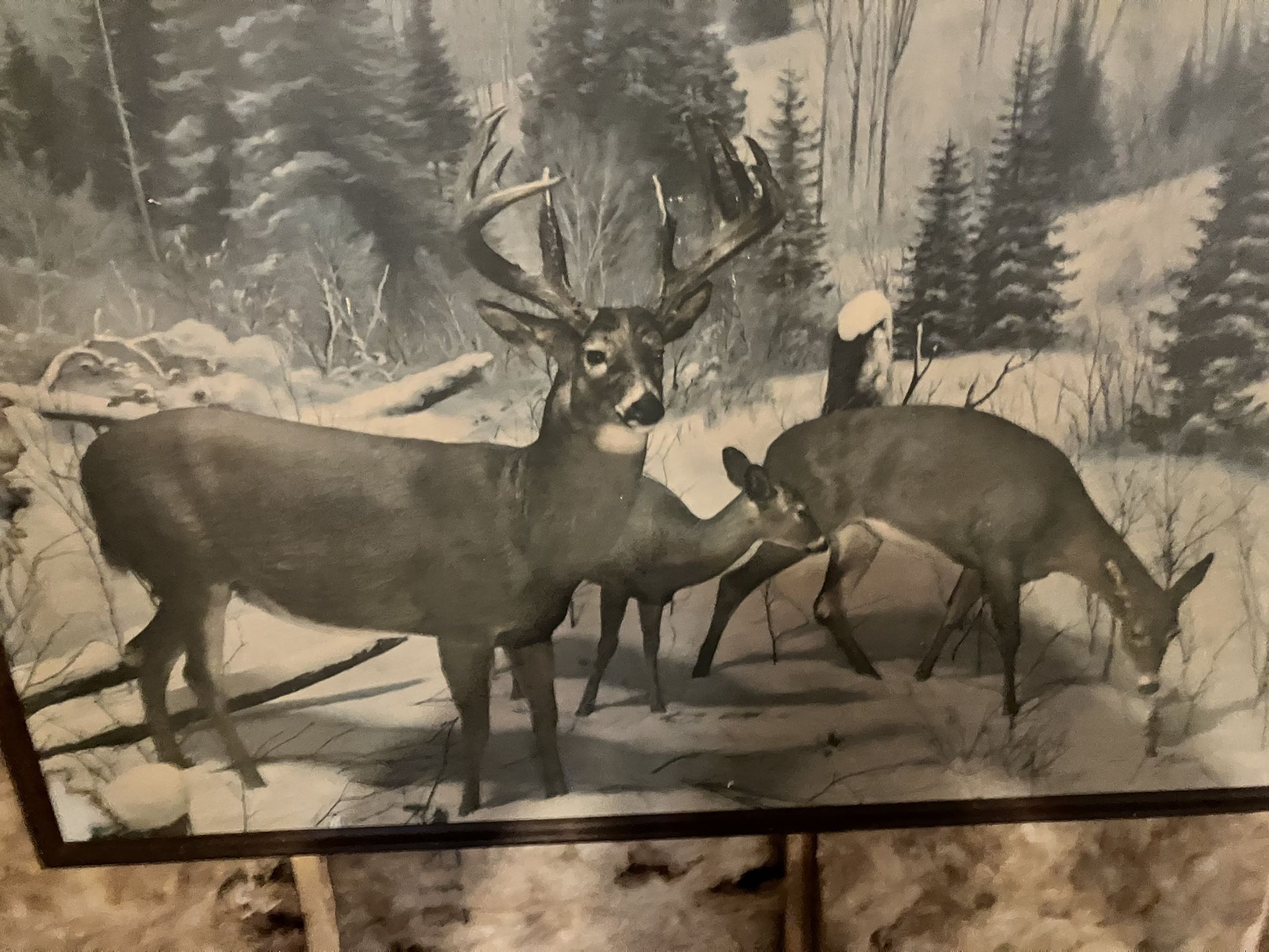Large Deer Photo Reproduction