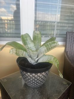 Plant