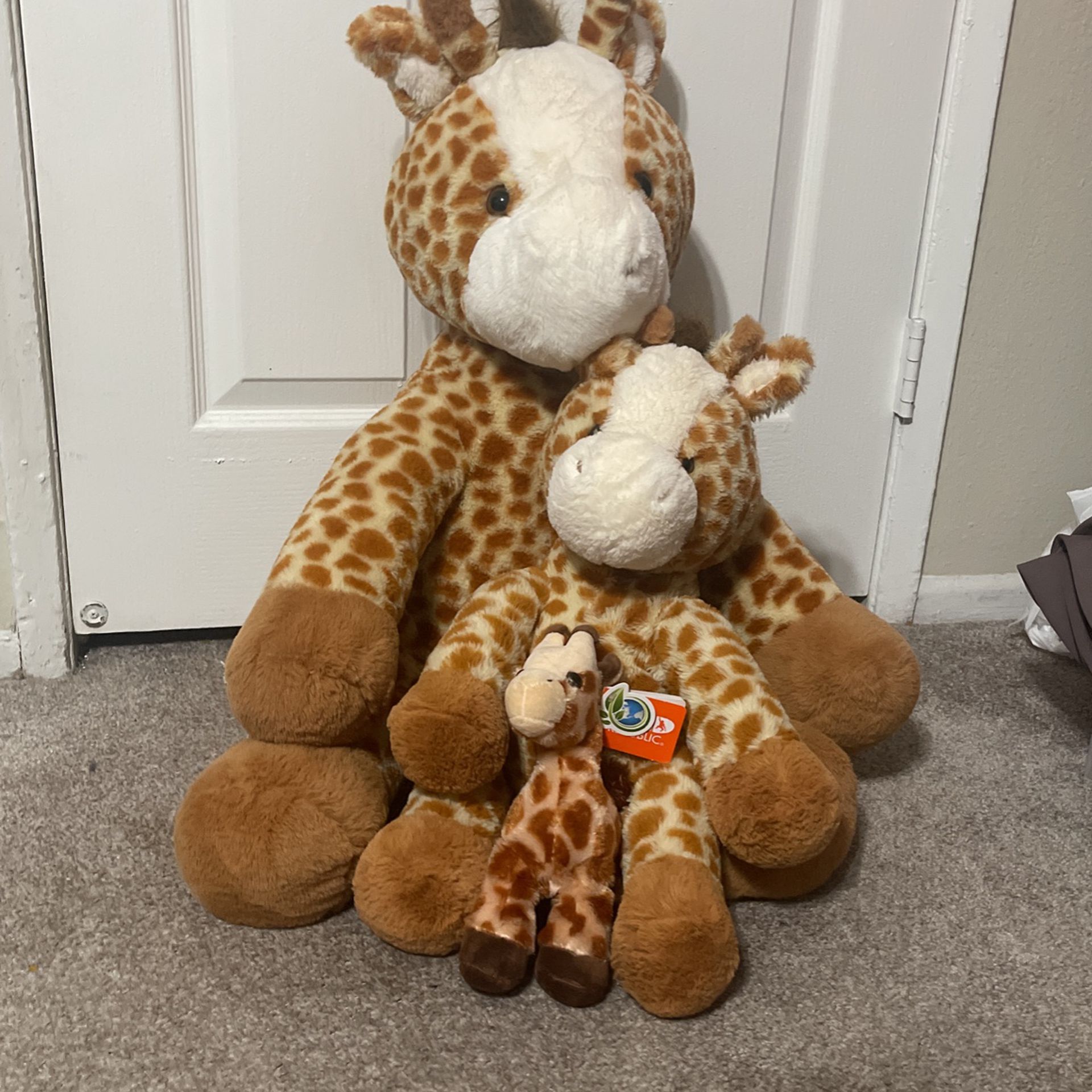 Giraffe Family 