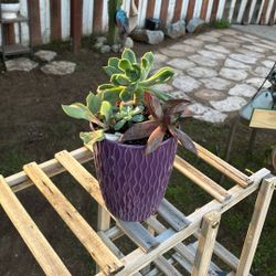 Potted Succulent