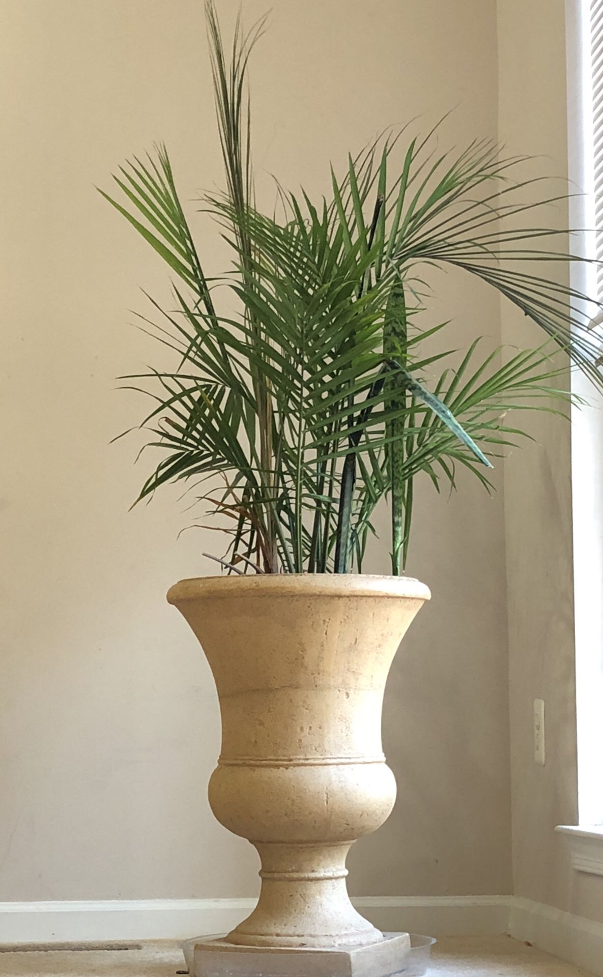 Plant with beautiful base pot