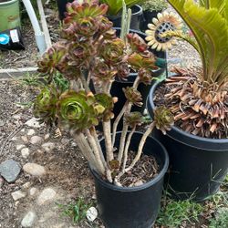 Aeonium Arboretum