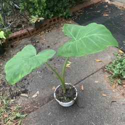Elephant Ear For Plant