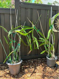 Dragon Fruit Plants x2