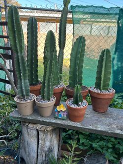 Cactus 🌵 $15 each