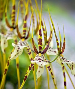 🟡 Yellow Spider Orchid Plant