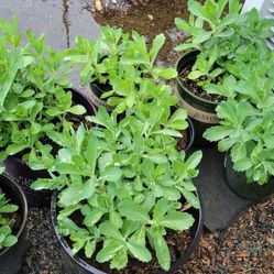 Sedum 'Autumn Joy' Summer Blooming Perennial 