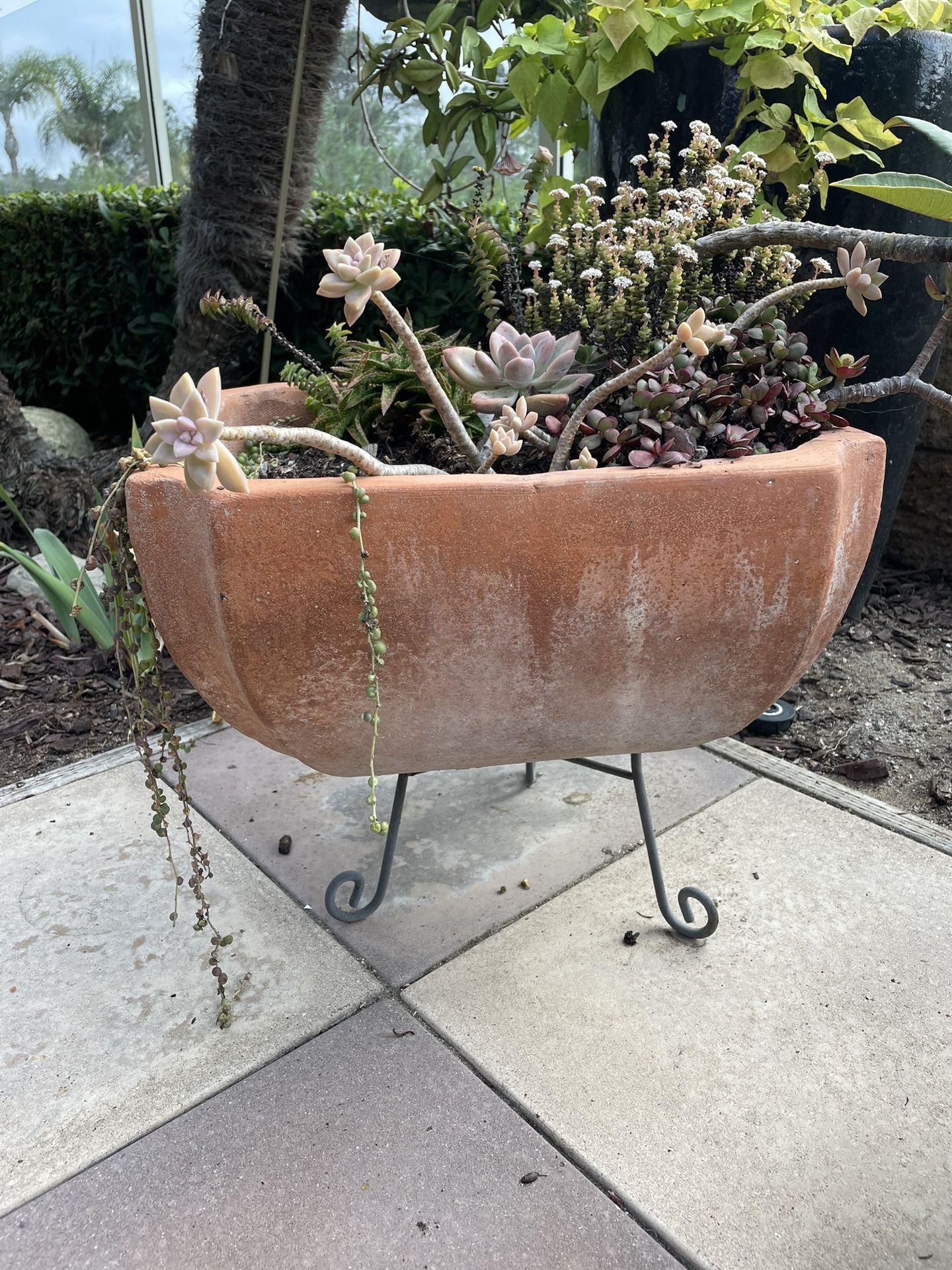 Terracotta pot Planting For Garden 