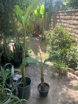 Sweet Banana Trees