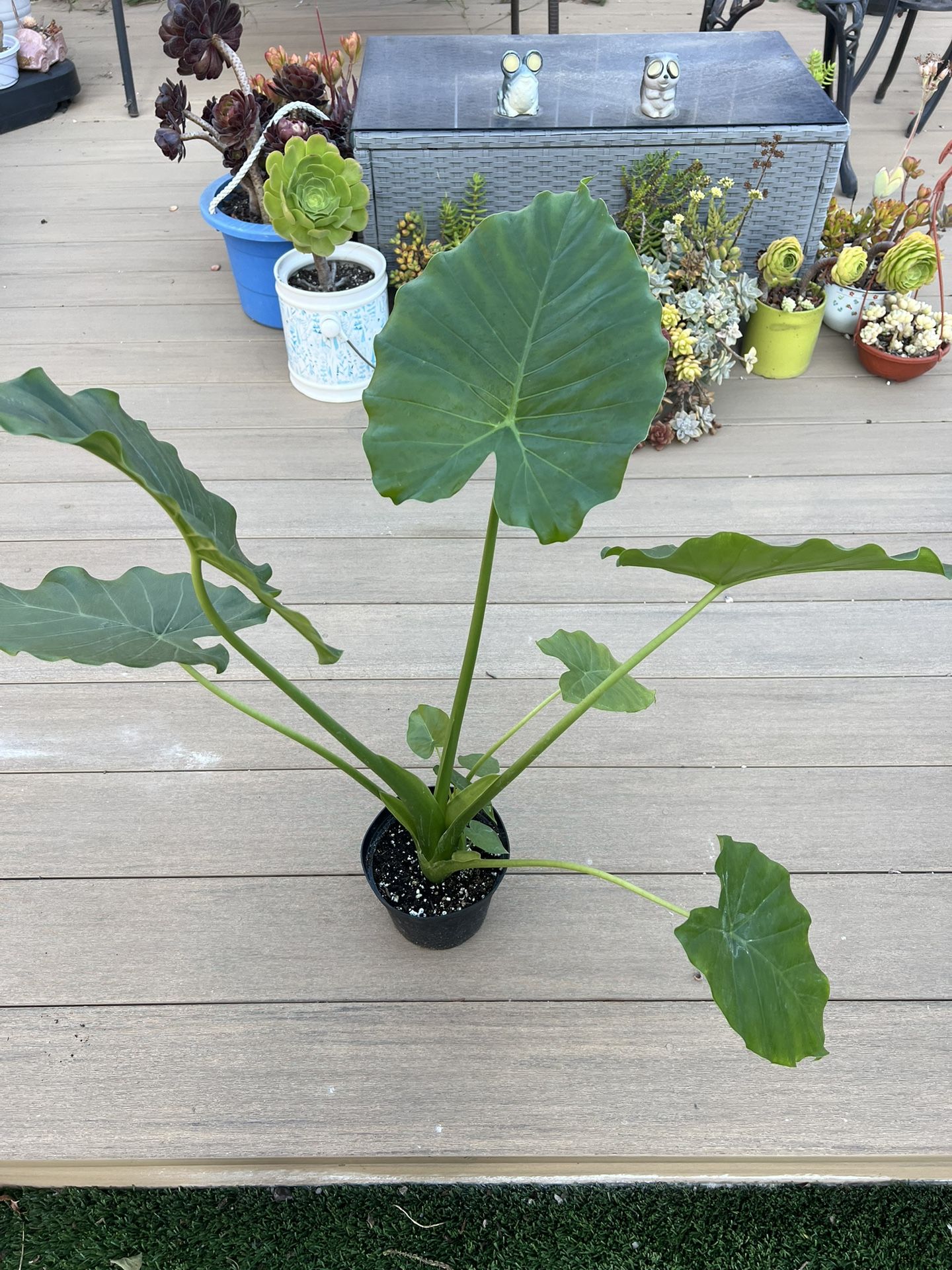 Alocasia California, Live Plant in a 6” Nursery Pot. ✔️ Profile for more Plants