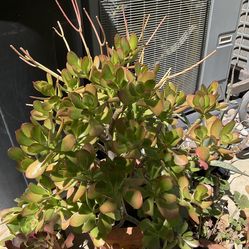 Succulents In Terra Cotta Pot