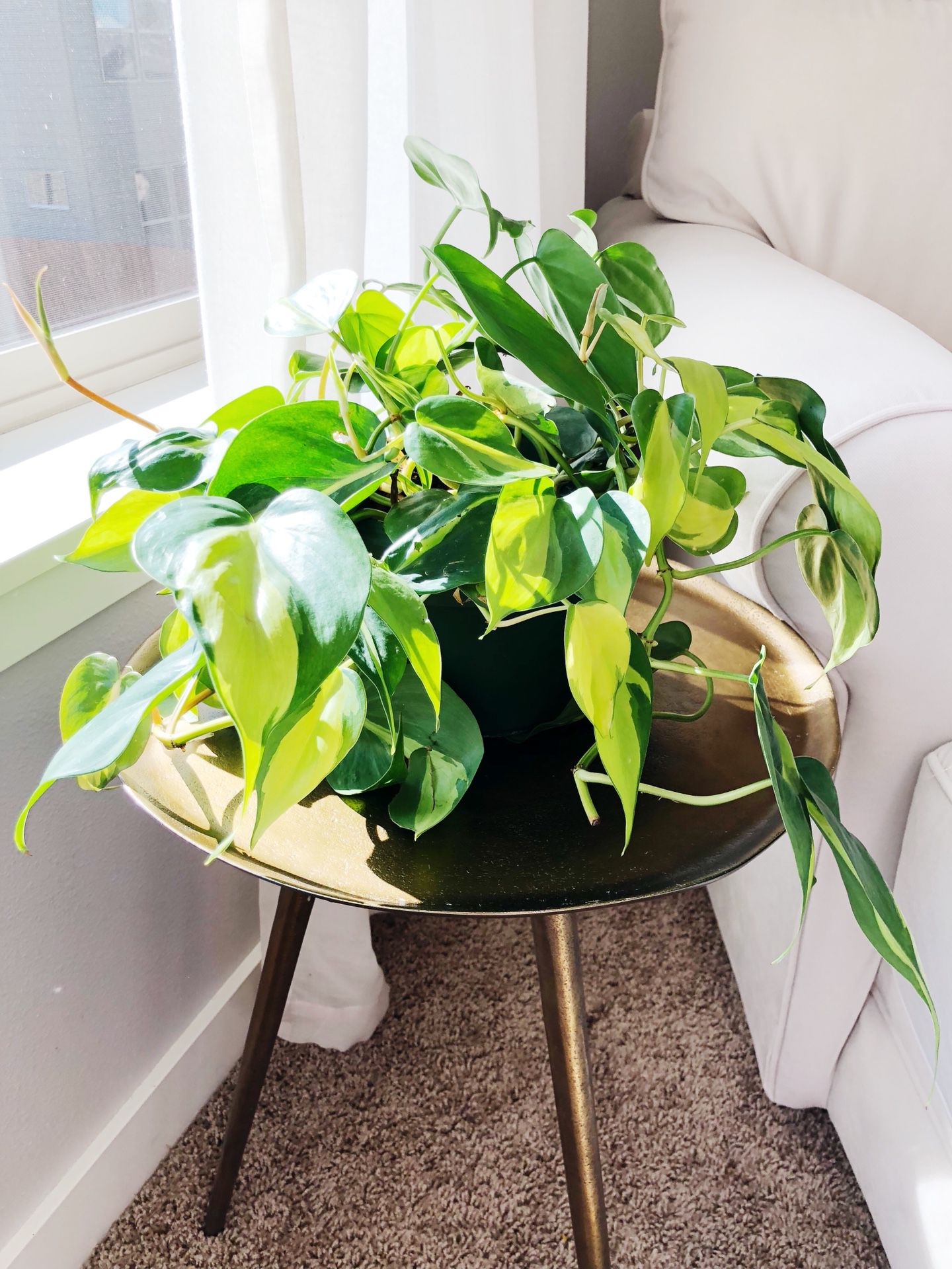 Indoor live vining plant