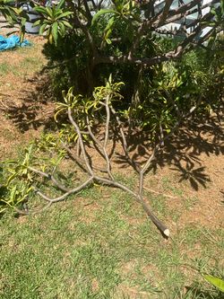 PLUMERIA CUTTING SALE. From small cuttings to giant instant trees. Many colors and sizes. Starting at $10 and goes up from there. Price depends on col