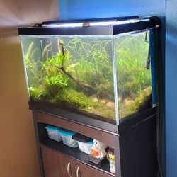65 gallon planted aquairum