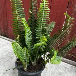 Boston Fern 