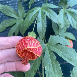 Chinese Lantern Blooming Small Plant, In 1 Gallon Pot Pick Up Only