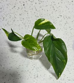 Pothos live plant cuttings with roots. Epipremnum aureum