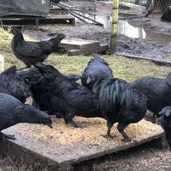 Ayam Cemani Black Pure