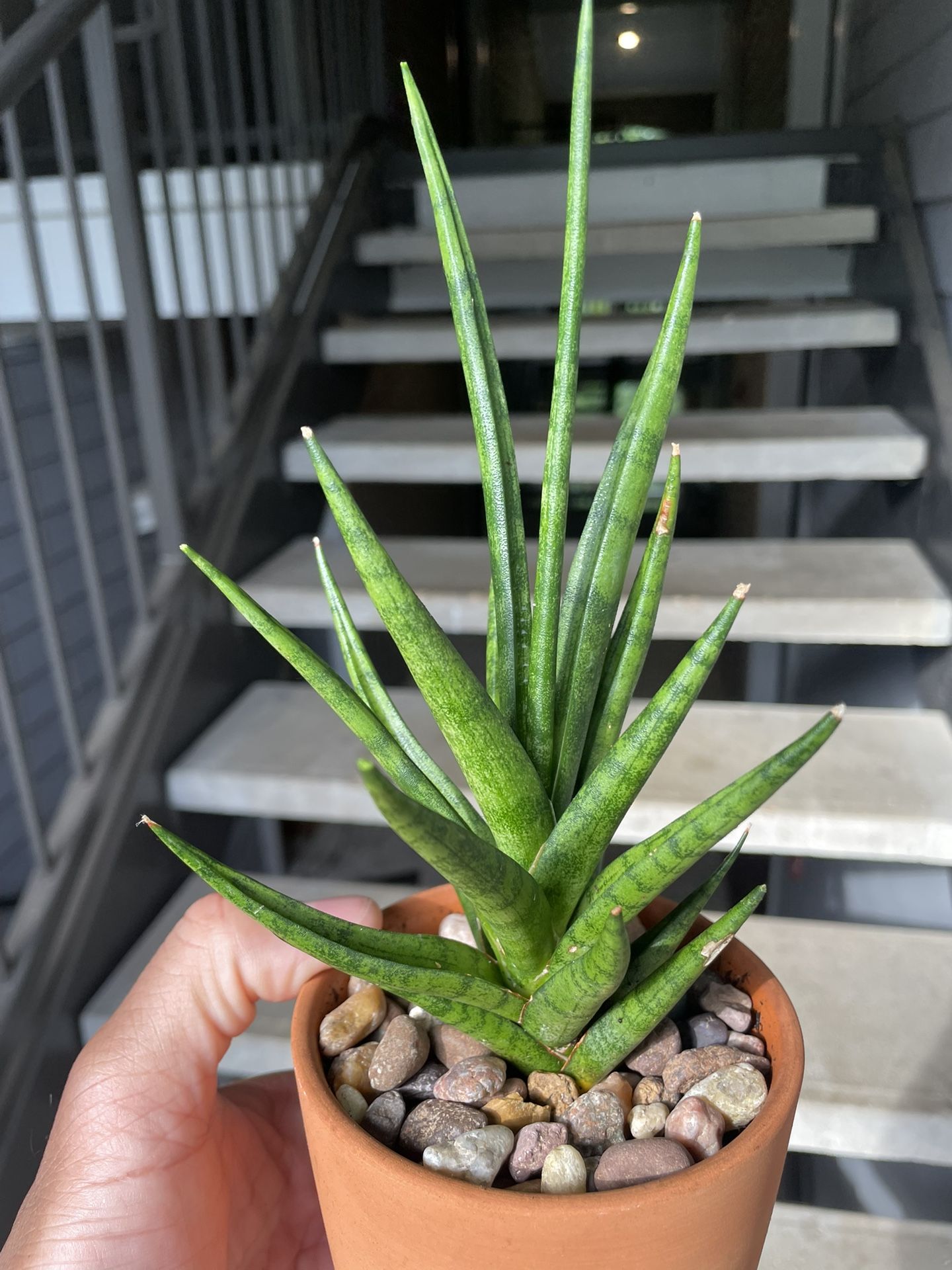 Sansevieria “Francisii” | Rare | Unusual Snake Plant | Air Purifying