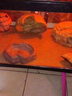 Gekos and tank comes with all