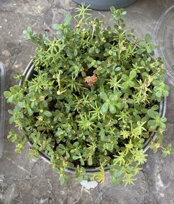 Mixed varieties plant