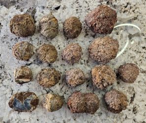 20lb Mixed Richardsons Ranch & Succor Creek Thundereggs Oregon #001