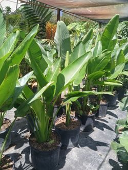 Birds of paradise plants on sale now starting from $55