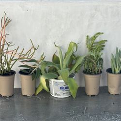 5 Succulent Plant Bundle - Firestick Kalanchoe Agave Crassula