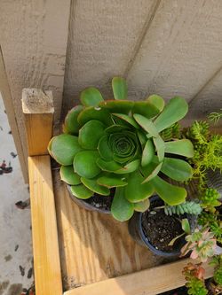 Aeonuim succulent plant