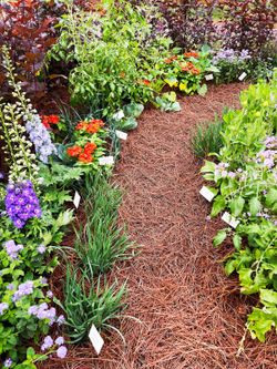 Organic pine tree mulch