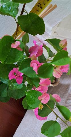 Live Healthy Boganvilea Pink indoor outdoor Flowering Houseplants $30