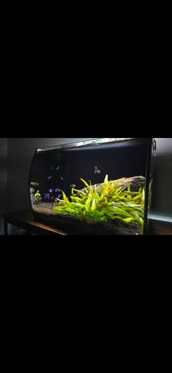 Curved Glass Freshwater Aquarium Fish Tank