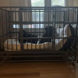 Dog Kennel