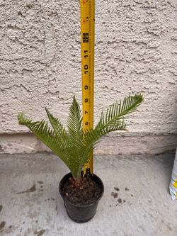 Small Sago Palm Plant in Pot