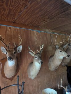 Deer mounts