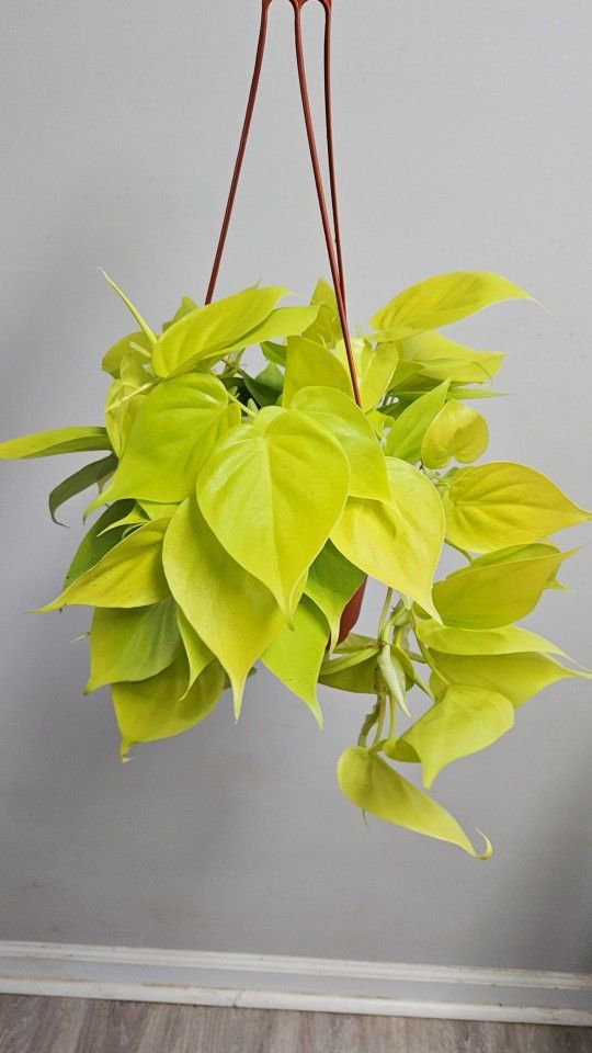 6" Philodendron 'Neon Cordatum'