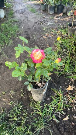 Planta de Rosal matizado de dos colores
