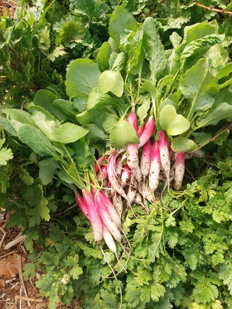 Fresh Organic Vegetables In Lancaster Ca.