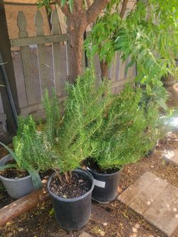 Rosemary plants