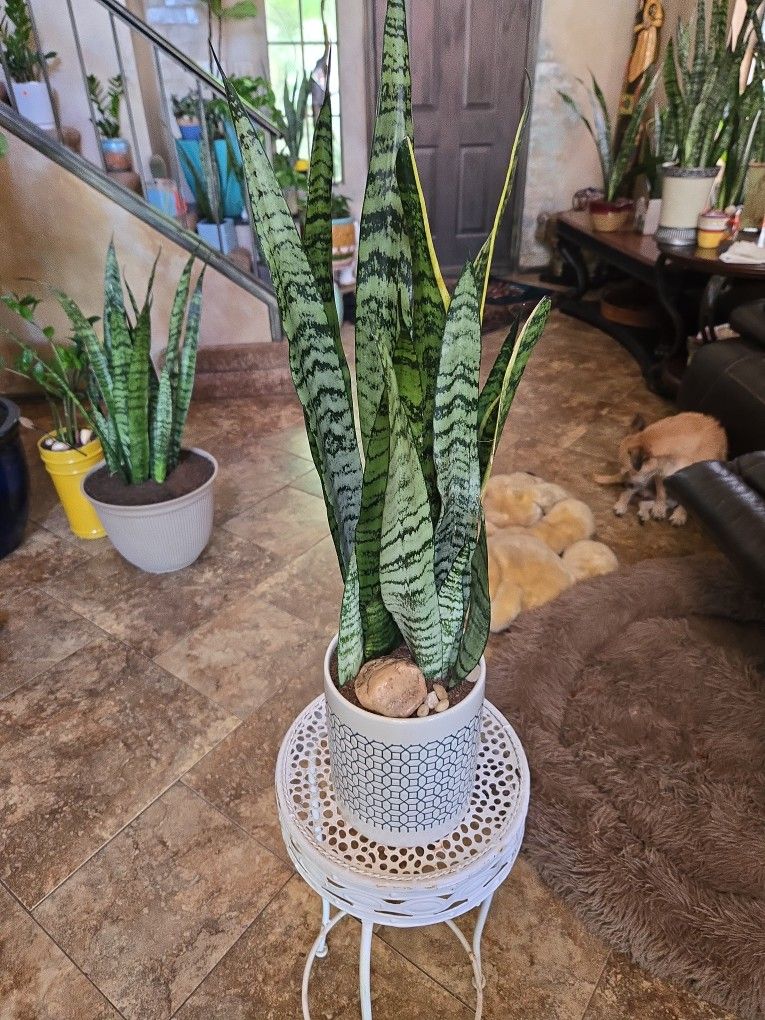 2ft 4in Sansevieria Snake Plant In Ceramic Pot With Stones