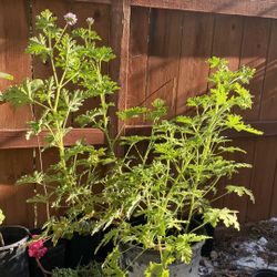 Over 2 Ft Tall 5 Gal Citronella-Mosquito Plants $21 !SOLD OUT!