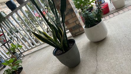 Interior Exterior Plants 🪴