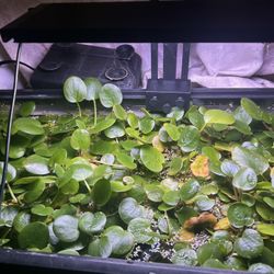 Frogbit :) 