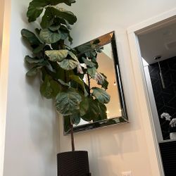 Oscar 11' Fiddle Leaf Fig