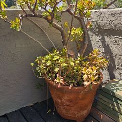 Large Windswept Jade And Others 