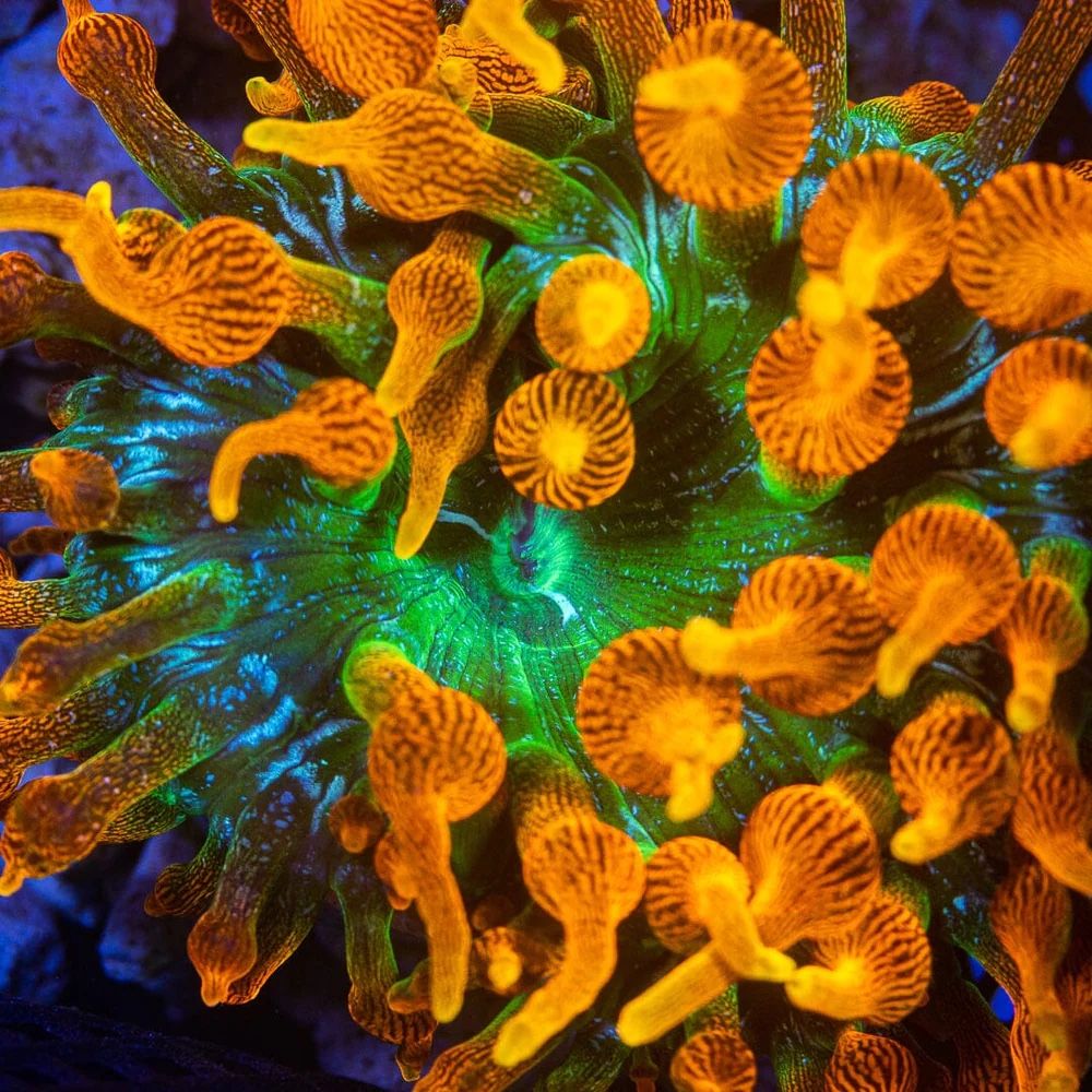 Sang Lee Colorado Sunburst Anemone Fake Coral Fish Tank Decor