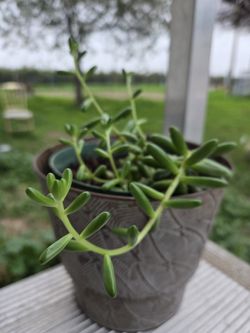Easy-Care Christmas Cheer Plant in Decorative Pot