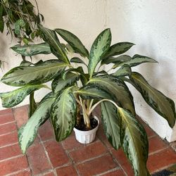 Aglaonema Silver Bay Tropical Houseplant 